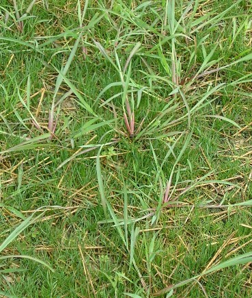 barnyard grass
