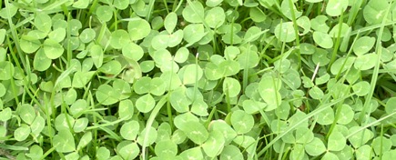 clover