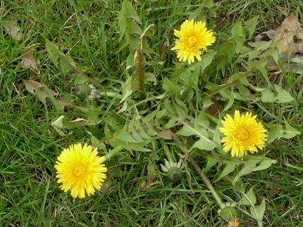 dandelion