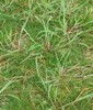 barnyard grass