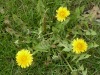 dandelion