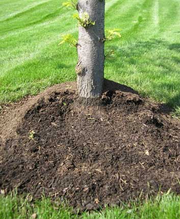 mulch volcano