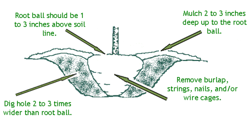 planting guide